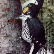 Black-backed Woodpecker